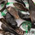 吊桿清水水蛭 大水蛭清水統(tǒng)貨 地道藥材認(rèn)準(zhǔn)萬信藥業(yè) 產(chǎn)地 湖南省