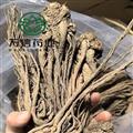 无硫当归个子 万信药业 当归头大个 地道药材 无虫蛀无霉变  产地 甘肃省