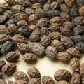 鴉膽子 鴉膽子統(tǒng)貨 產(chǎn)地 廣西壯族自治區(qū)