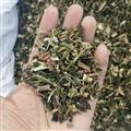 中药材收购站批发 龙葵 统 产地 河南省 别名：苦菜、苦葵、老鸦眼睛草、天茄子、天茄苗儿、天天茄、救儿草、后红子、水茄、天泡草、老鸦酸浆草、天泡果、七粒扣、乌疔草、野茄子、黑姑娘、乌归菜、野海椒、黑茄