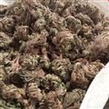 中药材收购站批发 卷柏 统 产地 江西省