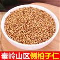 秦岭山区道地野生侧柏柏子仁 新货精选日晒无硫