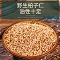 秦岭山区道地野生侧柏柏子仁 新货精选日晒无硫