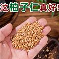 秦岭山区道地野生侧柏柏子仁 新货精选日晒无硫