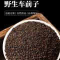 车前子 精选车前子 新货饱满 原产地价格 诚信经营