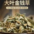 金钱草 精选大叶金钱草 纯干货 产地批发价格 诚信经营