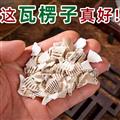 精選東海瓦楞子 新貨日曬500g