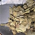 香葉 新貨香葉 大統(tǒng)貨 產(chǎn)地 廣西壯族自治區(qū)