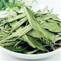 甜葉菊 茶用甜葉菊 統(tǒng) 產(chǎn)地 安徽省 質(zhì)量保證 量大從優(yōu)