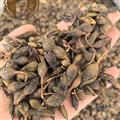 連翹   顆粒飽滿 過篩無籽 產(chǎn)地直銷 重在品質