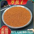 秦岭山区道地葶苈子 正品葶苈子