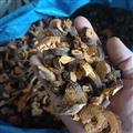虎杖片新货无硫熏水系非种植2025批发统货