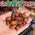 秦嶺山區(qū)道地野生金櫻子 正品蜂糖罐 新貨精選