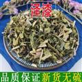 秦嶺山區(qū)道地野生澤漆 正品貓眼草 五朵云