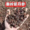 秦嶺山區(qū)道地丹參 正品紫丹參 發(fā)貨丹參 新貨精選