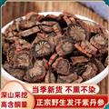 秦嶺山區(qū)道地丹參 正品紫丹參 發(fā)貨丹參 新貨精選