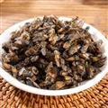 虻蟲(chóng) 牛虻蟲(chóng) 優(yōu)選大虻蟲(chóng) 正品貨 最佳用藥 專注中藥品批發(fā) 誠(chéng)信做人 良心做藥