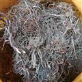 茜草野生新货个子非种植无硫熏2025批发一手货源自采