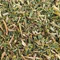 新輝藥業(yè)澤漆 貓眼草 貓兒貓眼草