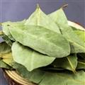 香葉 香葉 色綠選貨香葉 產(chǎn)地 廣西壯族自治區(qū)