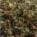 紫花地丁 统 产地 山东省 质量保证 量大从优