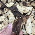 陳皮 8年老陳皮 正宗老貨 承諾無假無摻 有假必賠 誠信做人 良心做藥