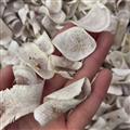 鹿角 真品马鹿角刨片 同等药效 过检鹿角片 拒绝假货 货不对板 有假必赔 诚信做人 良心做药