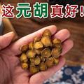 秦岭山区道地延胡索 正品元胡 醋元胡 新货精选