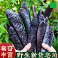 秦岭山区道地野生皂角 正品大皂角 新货精选