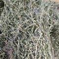白花蛇舌草 白花蛇舌草野生统货 产地 云南省文山壮族苗族自治州