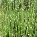 木贼  纯野生木贼 一级高含量 产地批发 诚信做人良心做药