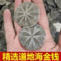 精選南海海金錢 正品海金錢 新貨精選