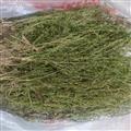 百蕊草百乳草麥黃草細須草青龍草段統(tǒng)貨產(chǎn)地 河南