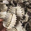 鱉甲 生鱉甲 甲魚殼 選 產(chǎn)地 湖北省 質(zhì)量保證 量大從優(yōu)