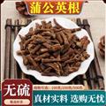 秦嶺山區(qū)道地蒲公英根 正品婆婆丁根 新貨精選