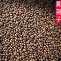 黃荊子大貨供應(yīng)布驚子黃金子黃荊子