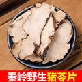秦嶺山區(qū)道地豬苓 正品豬靈 新貨精選