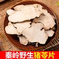 秦嶺山區(qū)道地豬苓 正品豬靈 新貨精選