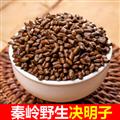 秦岭山区道地决明子 正品炒决明子 新货精选
