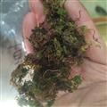 靈吉藥業(yè)  回心草 別名：太陽草 回春草 巖谷傘  道地藥材  真正品質(zhì)  優(yōu)質(zhì)優(yōu)價(jià)