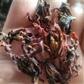 靈吉藥業(yè) 紫玉蘭花 玉蘭花 別名：木筆 辛夷 道地藥材 貨真價(jià)實(shí) 