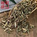 薄荷全棵薄荷新货各种规格薄荷大货供应有薄荷叶