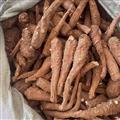 秦嶺山區(qū)道地白芷 正品白芷個 新貨精選