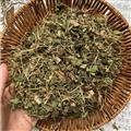 蛇莓  蛇梅 蛇泡草 龍吐珠 三爪風(fēng) 新貨 產(chǎn)地 安徽省 
